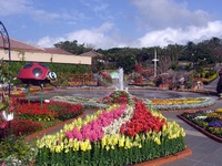 2月8日☆海洋博記念公園☆花がいっぱい 2010/02/10 09:19:25
