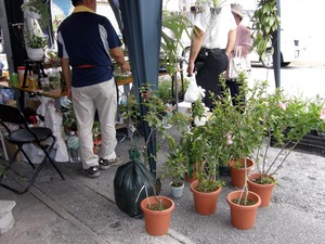 　７月ありんくりん市報告