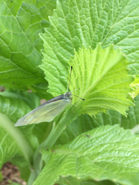 モンシロチョウ 2016/01/20 15:42:00
