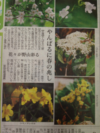 三寒四温