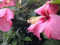 雨