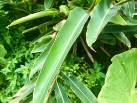 香り深き薬草の思い出。