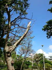 公園