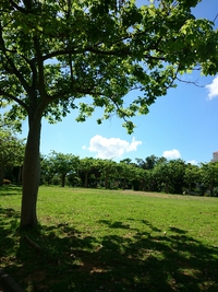 公園。