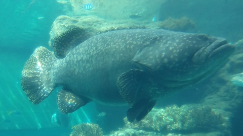 ★ｶﾚｰ屋たんぽぽ＆美ら海水族館★