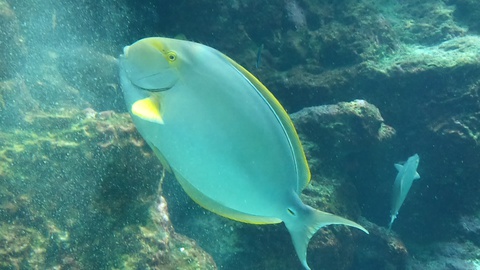 ★ｶﾚｰ屋たんぽぽ＆美ら海水族館★