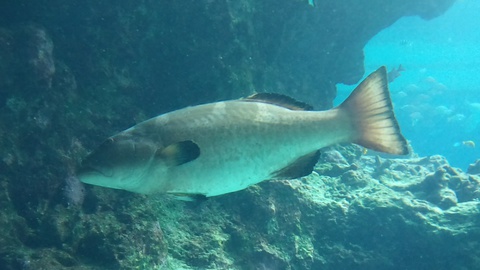 ★ｶﾚｰ屋たんぽぽ＆美ら海水族館★