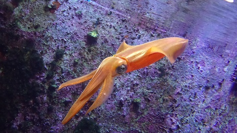 ★ｶﾚｰ屋たんぽぽ＆美ら海水族館★