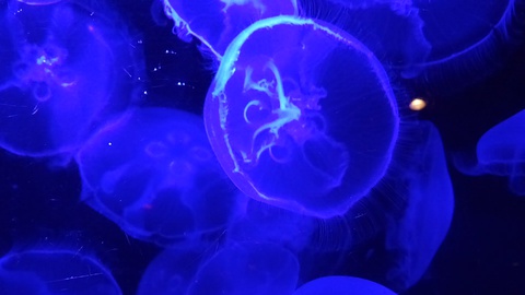 ★ｶﾚｰ屋たんぽぽ＆美ら海水族館★