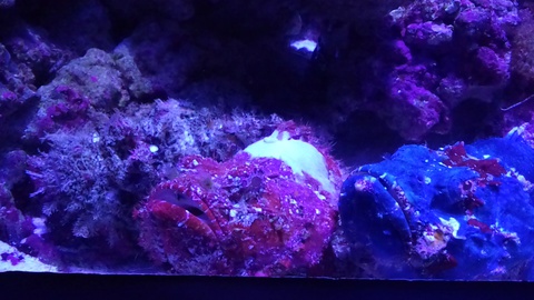★ｶﾚｰ屋たんぽぽ＆美ら海水族館★