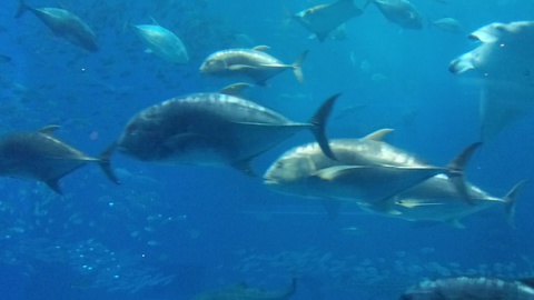 ★ｶﾚｰ屋たんぽぽ＆美ら海水族館★