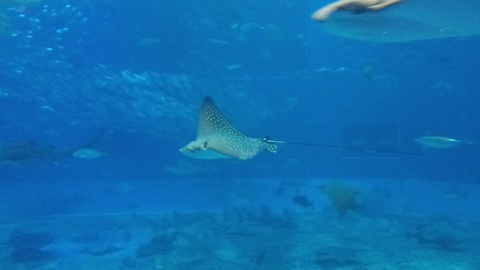 ★ｶﾚｰ屋たんぽぽ＆美ら海水族館★