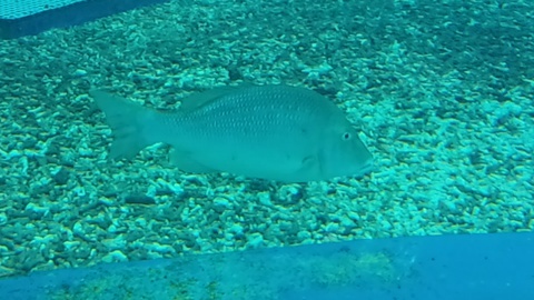 ★ｶﾚｰ屋たんぽぽ＆美ら海水族館★