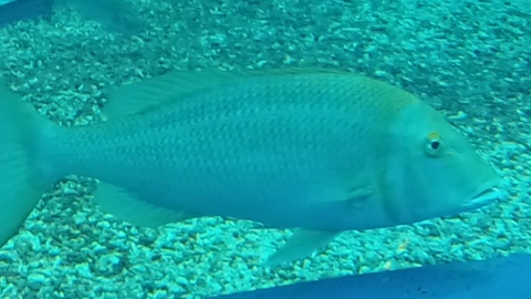 ★ｶﾚｰ屋たんぽぽ＆美ら海水族館★