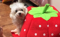 保護犬のぺこばぁ。