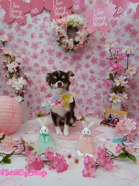 ピンクサロン小型犬 ピンクサロン小型犬