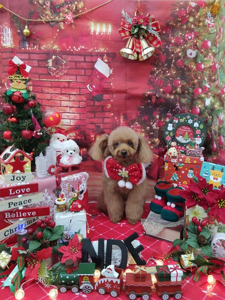 チャコちゃん:小型犬専門トリミングサロン Nobi＆Dog Family