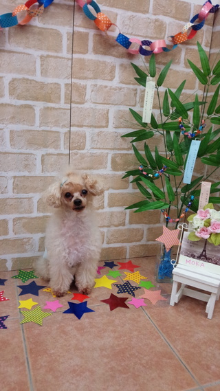 七夕バージョン 炭酸泉始めます 小型犬専門トリミングサロン Nobi Dog Family
