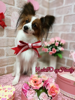 ピンクサロン小型犬 ピンクサロン小型犬