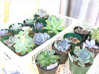 多肉棚と伸び伸びペンタンドルム(ﾉД`｡) 2014/09/01 02:54:18