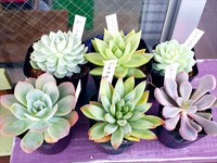 大漁多肉狩り(●´З｀●) 2014/10/04 01:35:14