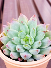 いとうグリーン便・ついにっ(◎∀◎人) 2014/10/13 16:32:47