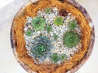 寄せ植えとかしてみたり...(〃ω〃) 2014/10/17 23:29:43