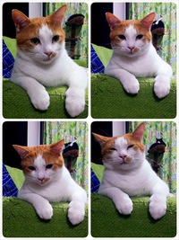 多肉棚と頂き多肉たちΣd(≧∀≦*) 2014/10/31 20:05:00
