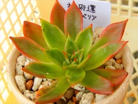 赤い子見っけたよ(」*´∇｀)」 2014/11/18 20:37:08