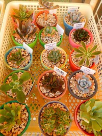 センペルファームと初恋寄せ(･∀･) 2014/12/01 20:05:43