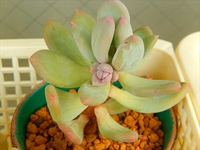 桃美人の花芽はやっぱり桃色(≡ﾟ∀ﾟ≡) 2015/02/07 18:55:18
