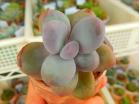 パキフィツムが本当に苦手ですー(-∀-`; ) 2015/03/05 19:17:41