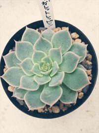 毎月恒例！多肉狩り♡【１】 2014/06/17 02:47:12