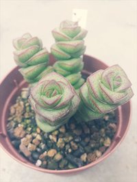 毎月恒例！多肉狩り♡【２】 2014/06/18 00:47:26