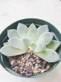 真夏の洗礼、星増える(;・ж;・;) 2014/07/18 00:30:31