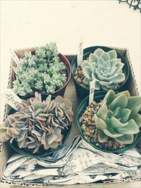 やっぱり狩っちゃうよねぇヽ(´∀`｡)ﾉ 2014/07/20 03:27:14