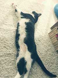 ねこも伸びる真夏かな 2014/07/28 01:57:49
