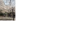 ☆桜咲きました☆ 2010/04/06 18:30:00