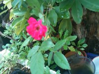 薔薇一輪いいよね　＾＾
