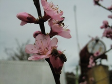 桜咲いて、元気をもらう。