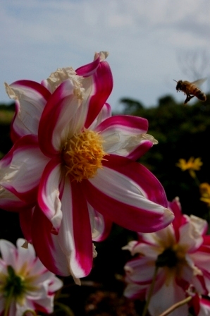 花と蜂