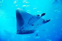 ちゅら海水族館 2009/10/17 02:48:38