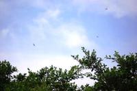 秋の気配 2009/09/25 23:17:47