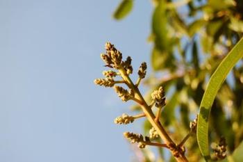 マンゴーの花