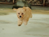 犬 2009/07/13 08:22:55