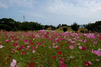花のある風景