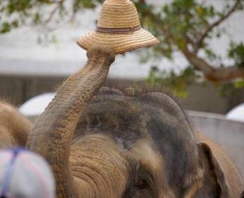 こどもの国の動物