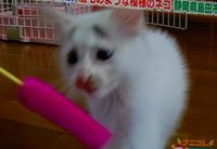 ナニコレ 2010/06/12 09:03:58