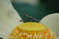 東南植物楽園・蓮祭り（1） 2010/06/26 08:32:00