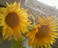 今日は・・・☆ 2007/06/17 17:02:01